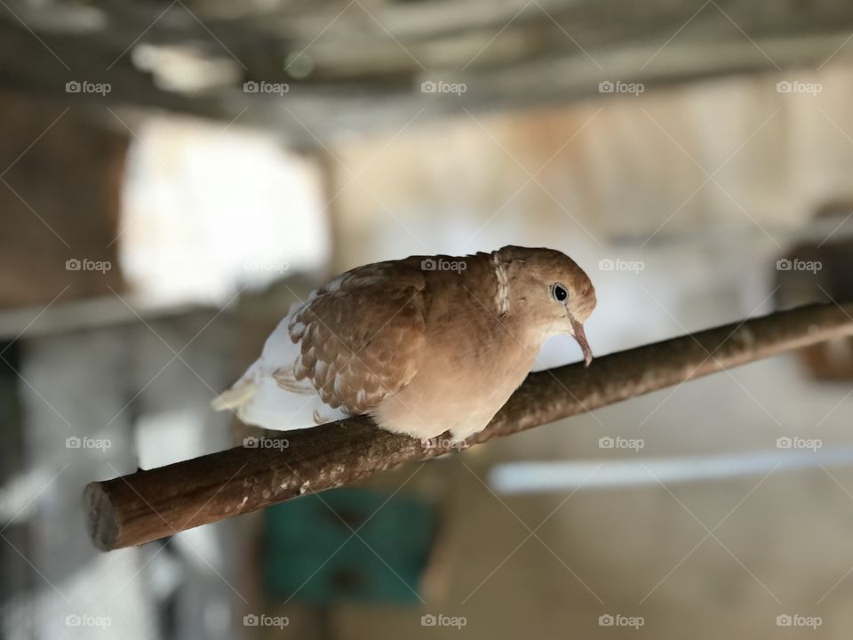 Dove