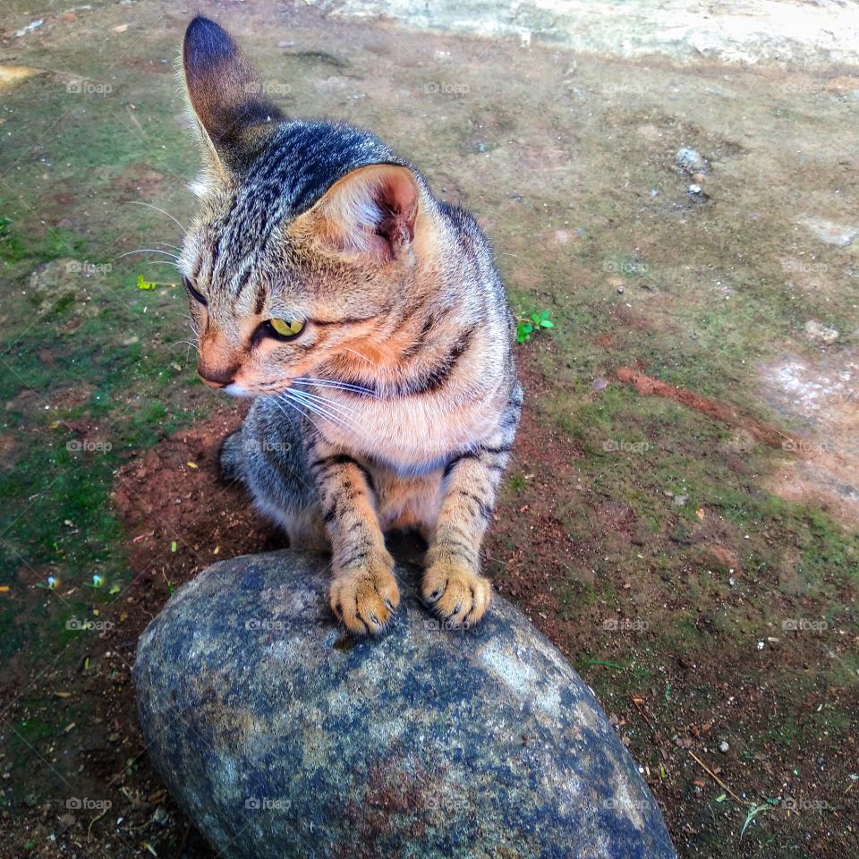 Cat on the rock