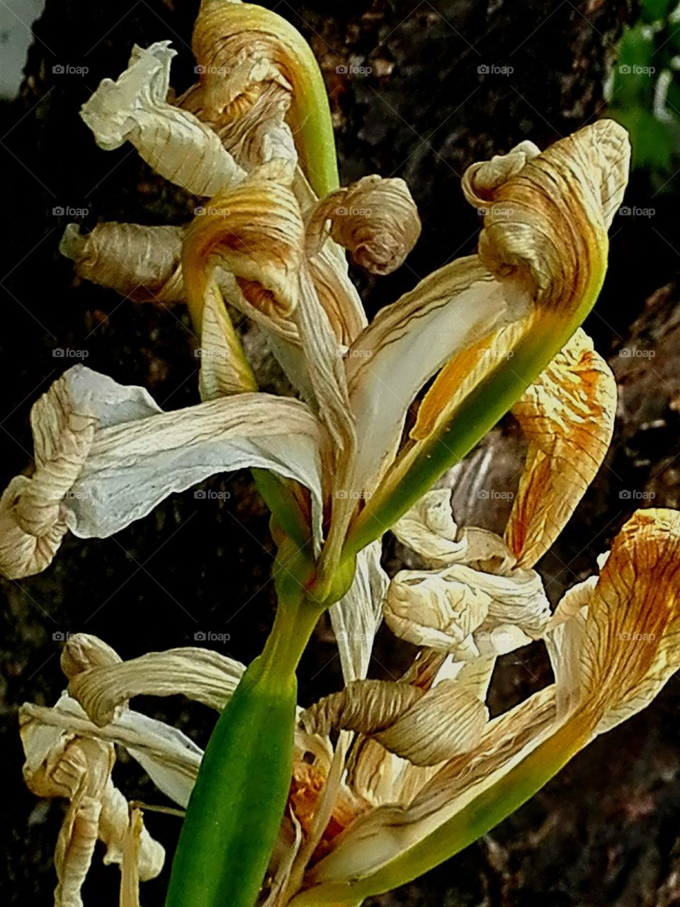 Iris -- after bloom