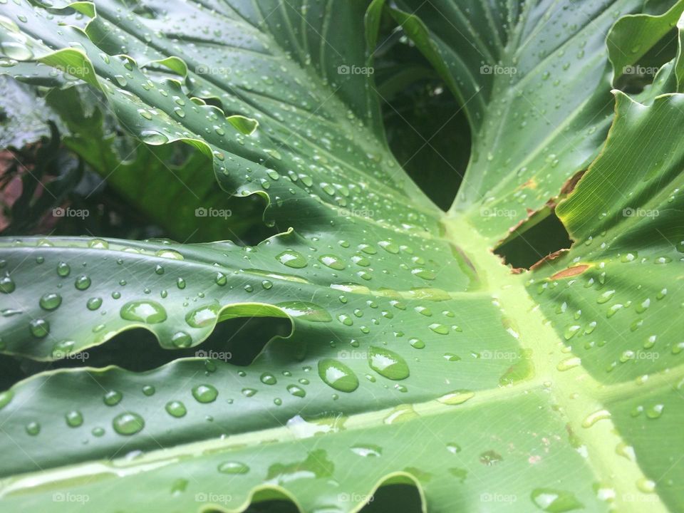 Water droplets on a leaf