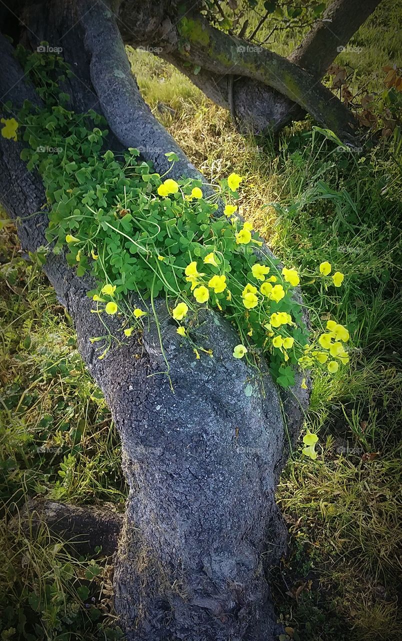 patch of clovers growing in a tree trunk