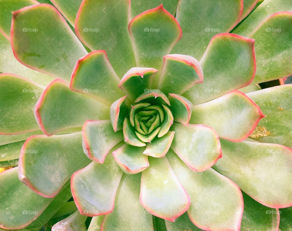 Juicy Leaves Of A Succulent Plant