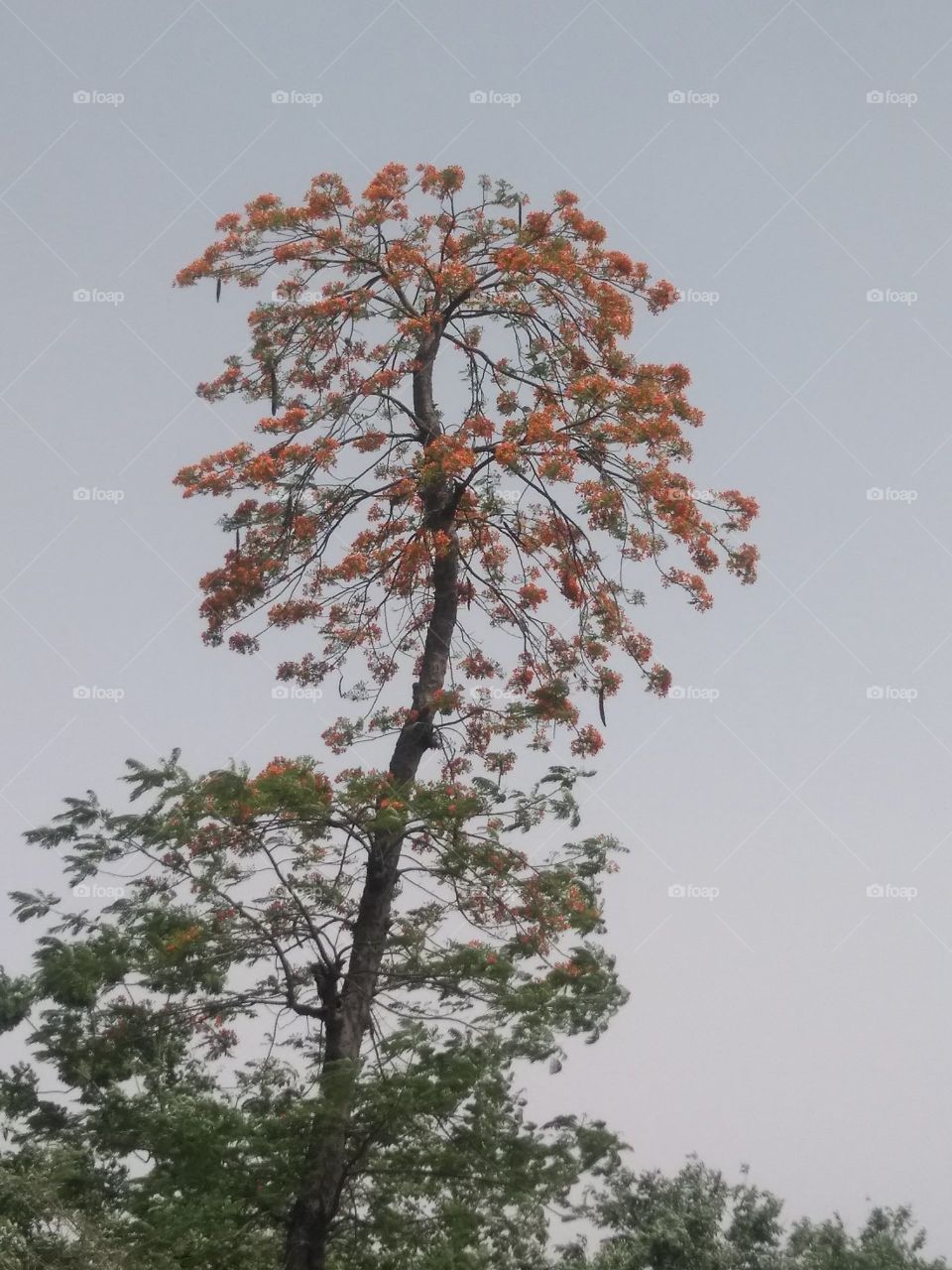 Red Goldmohr tree