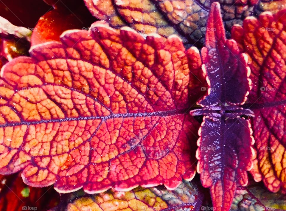 Red coleus leaf