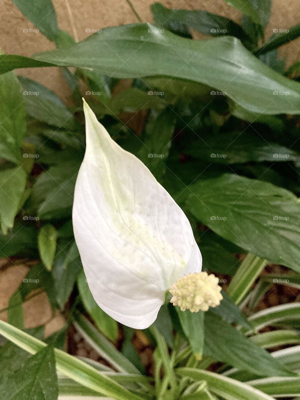 🌹 🇺🇸 Very beautiful flowers to brighten our day.  Live nature and its beauty. Did you like the delicate petals? / 🇧🇷 Flores muito bonitas para alegrar nosso dia. Viva a natureza e sua beleza. Gostaram das pétalas delicadas? 