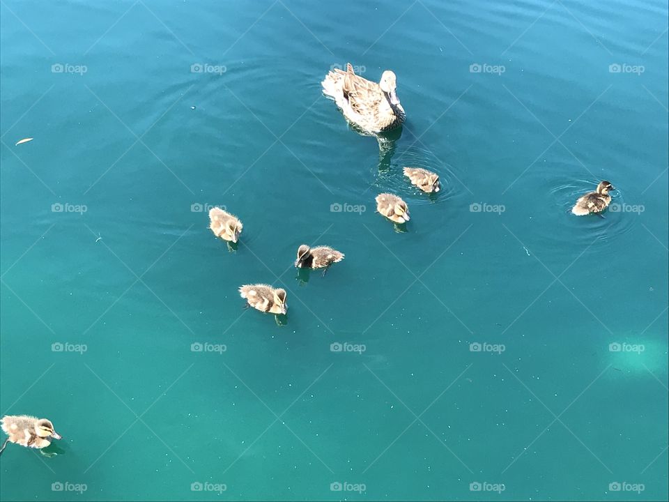 Line up with mother duck 