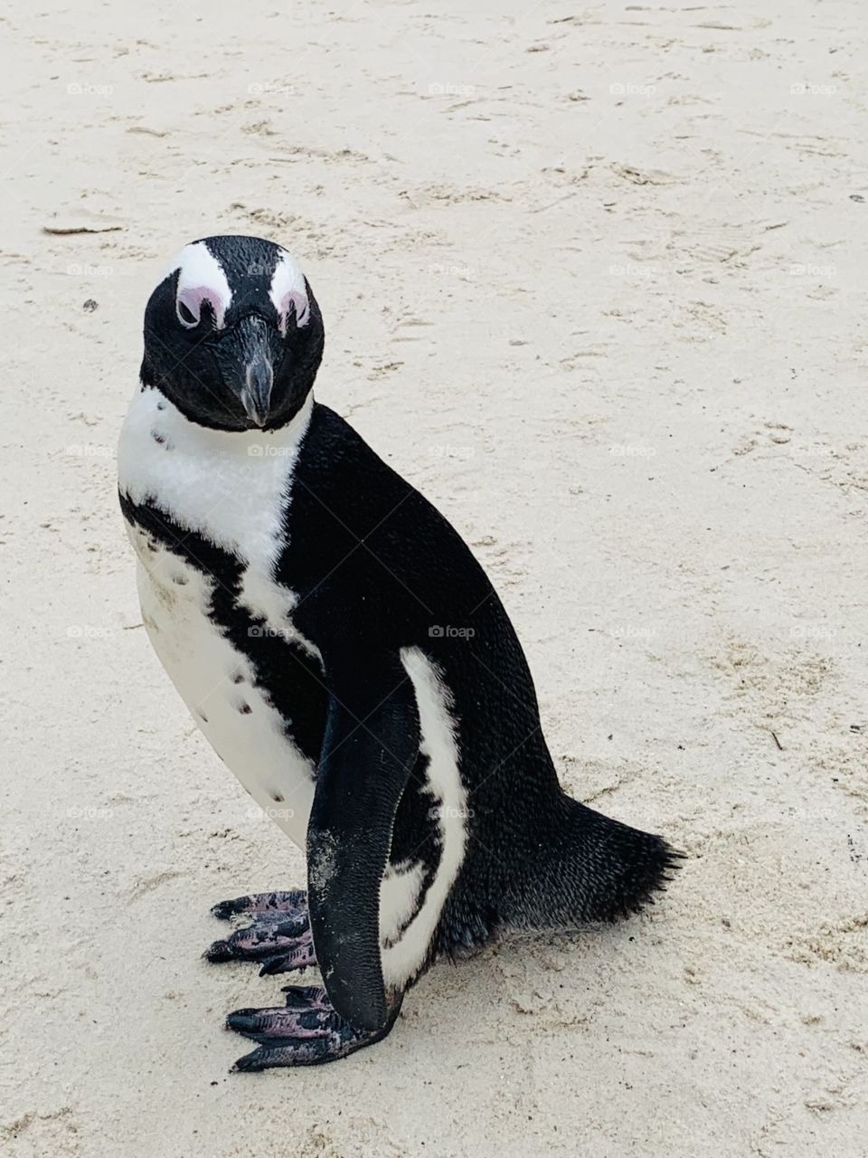 Penguin at Boulders Beach, Cape Town, South Africa 