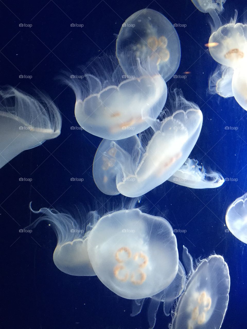 Jellyfish, Underwater, Aquarium, Fish, Deep