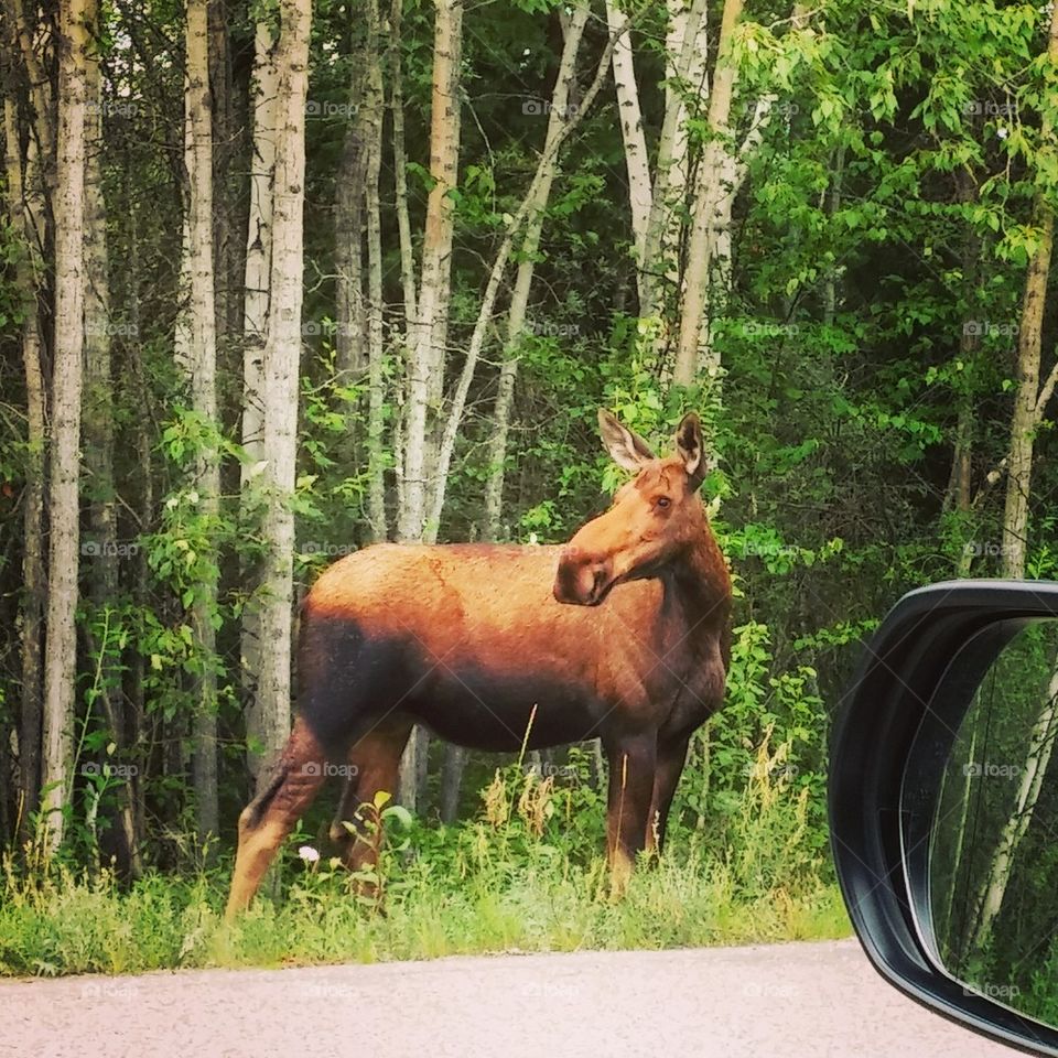 side street moose