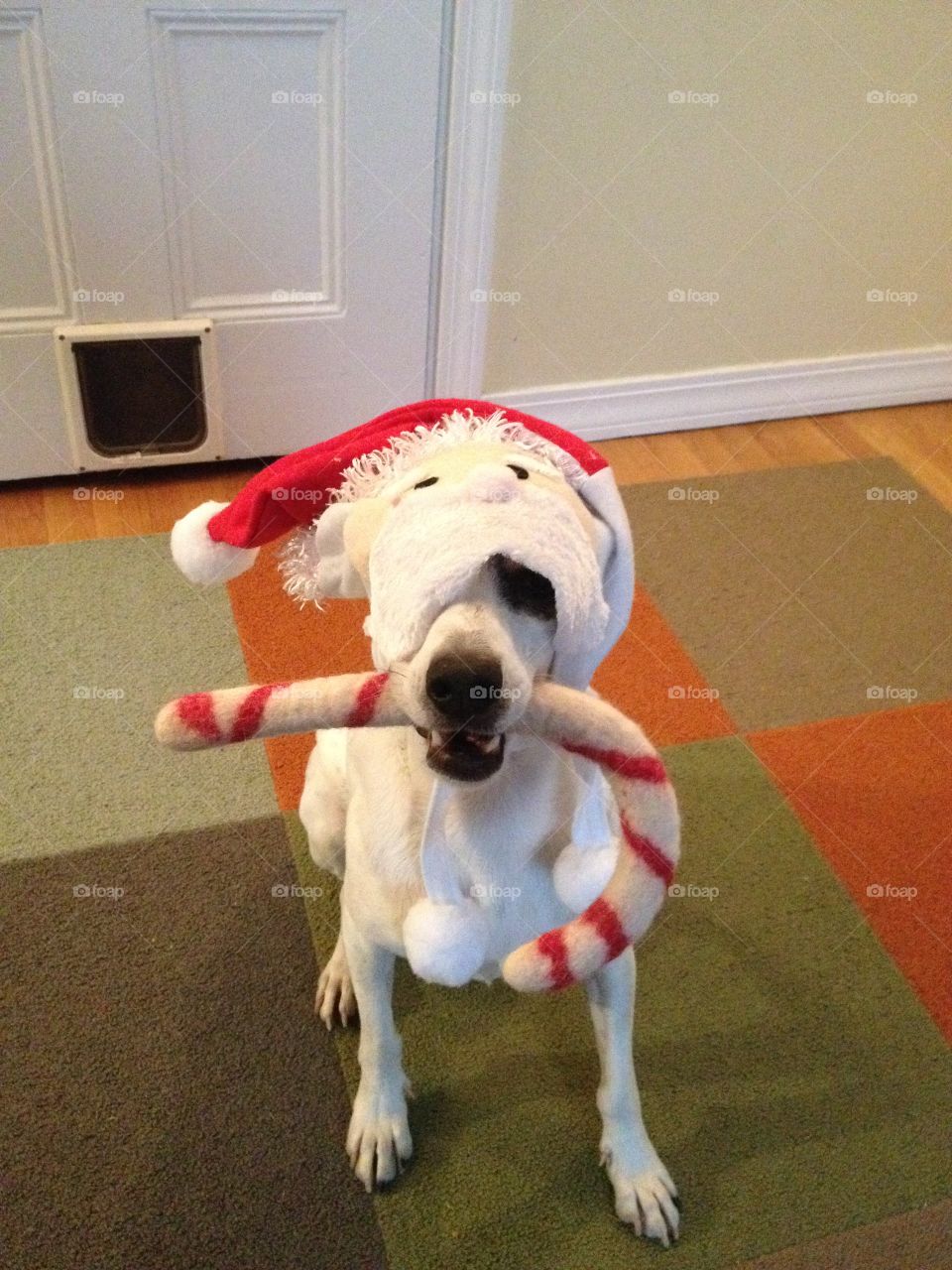 Santa dog. Dog dressed as Santa