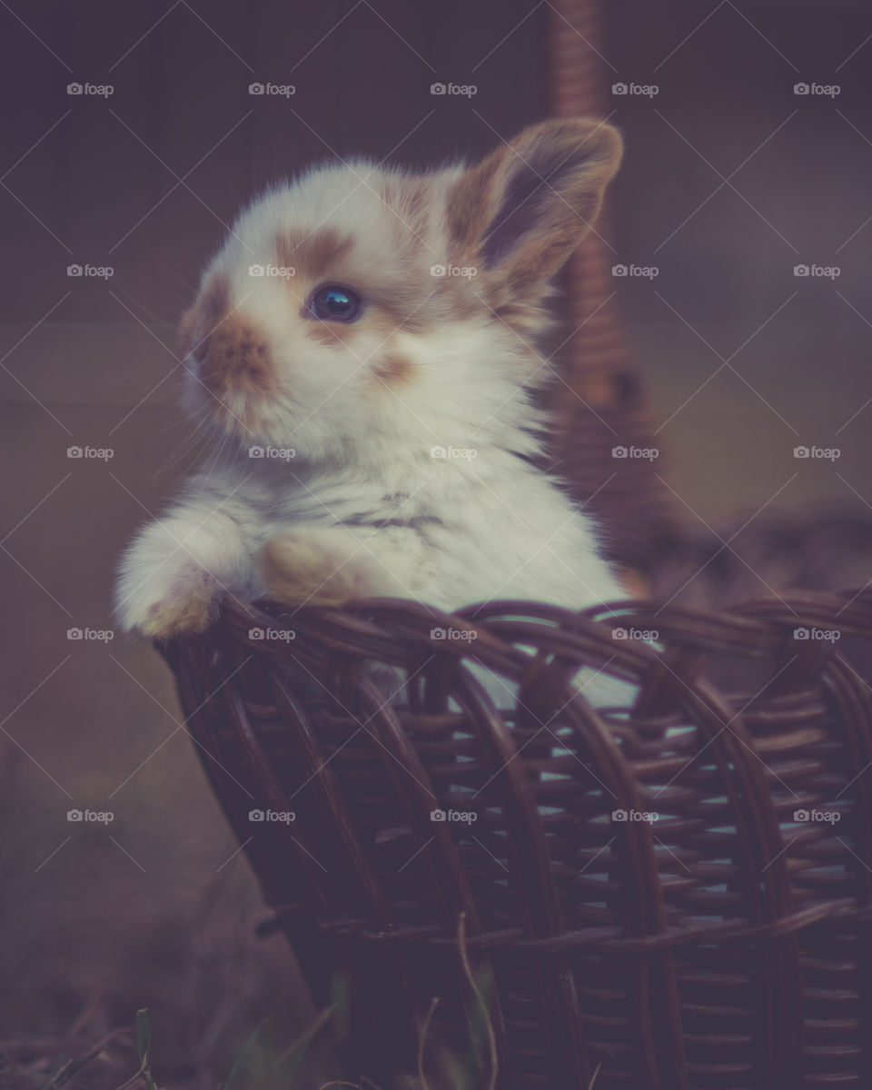 Bunny in a basket