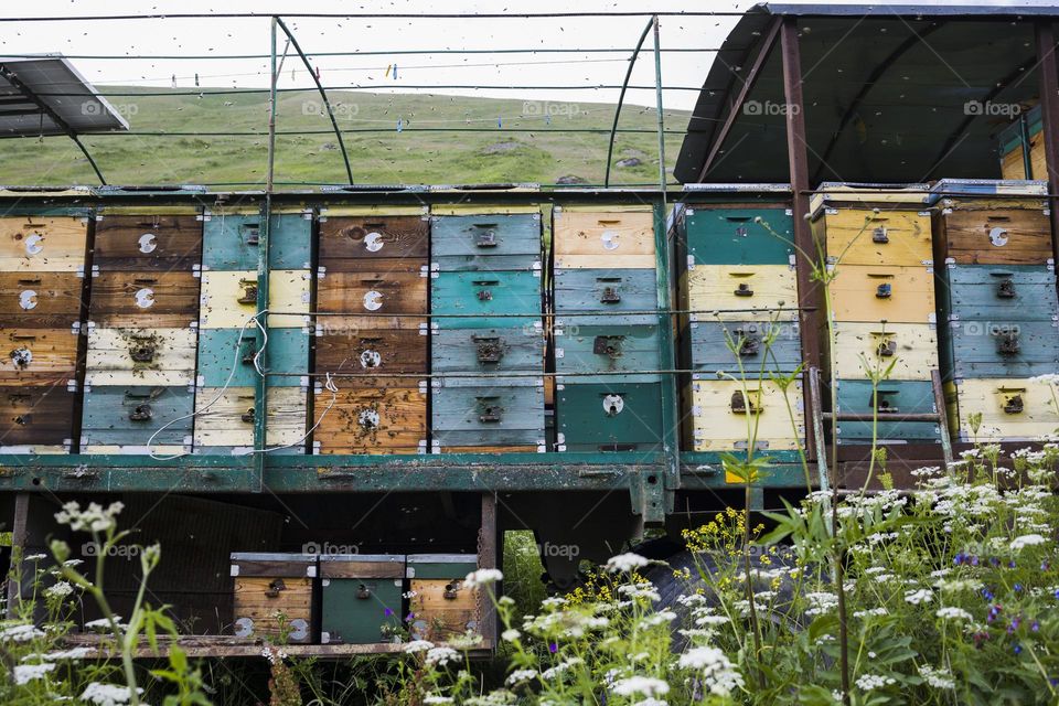 houses of the bees are placed on the green grass in the mountains. row of bee hives in a field in mountains.