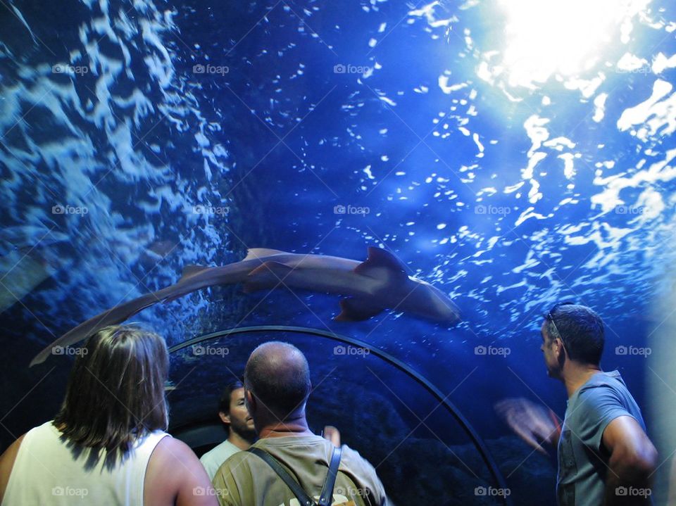 Shark tunnel 