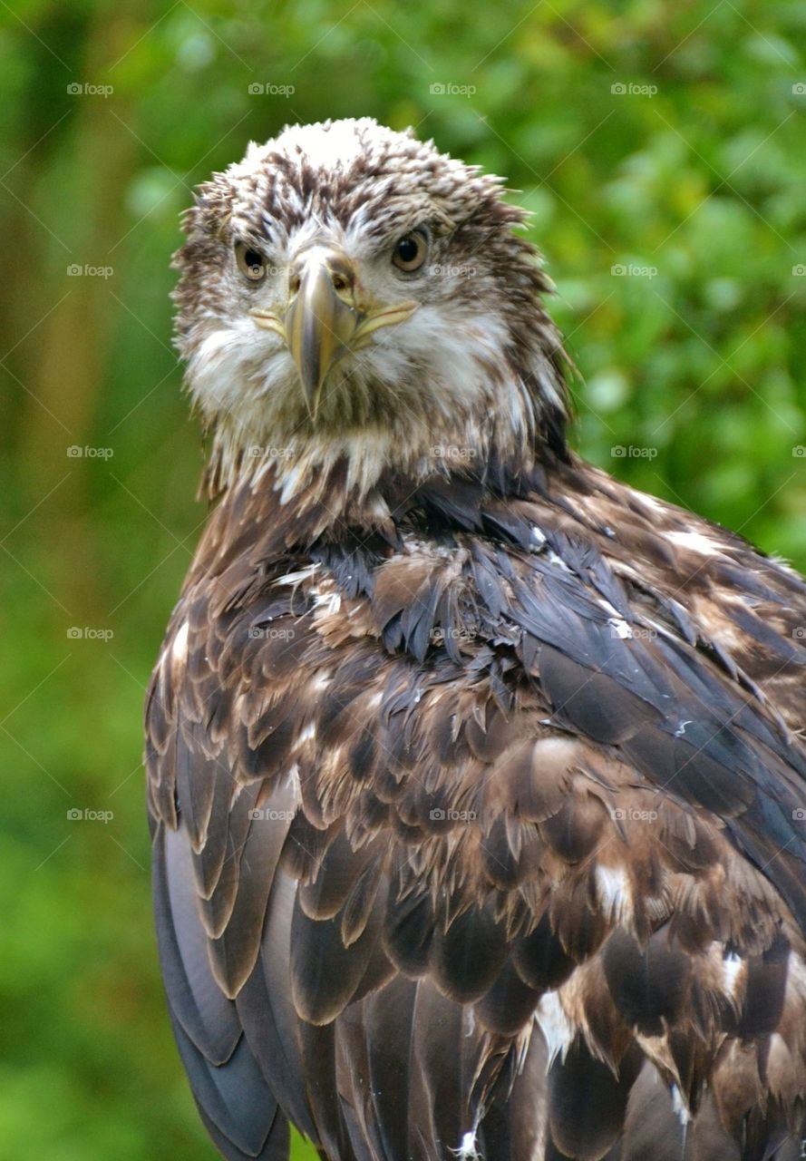 Juvenile Bald Eagle