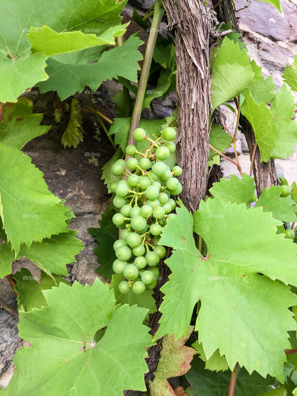 Vine plant with green leaves and unripe riesling grapes in clusters growing against a stone wall in Germany in the summer.