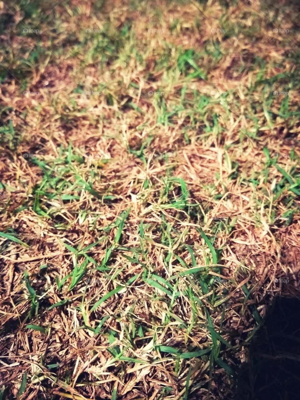 Grass with green base