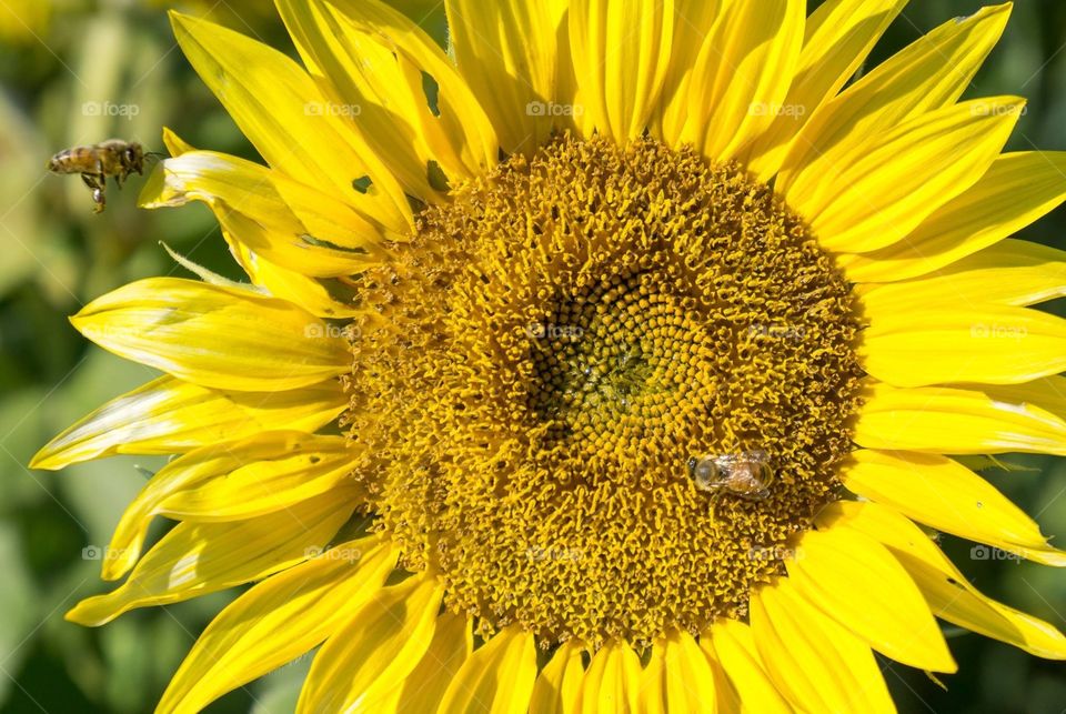 Sunflower bee