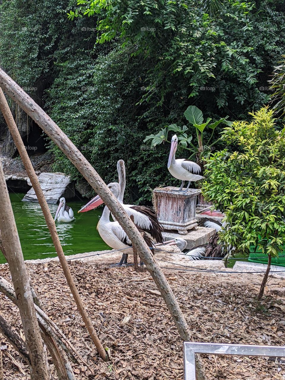 pelicans