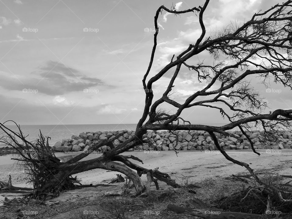 Driftwood Beach, Jekyll Island 