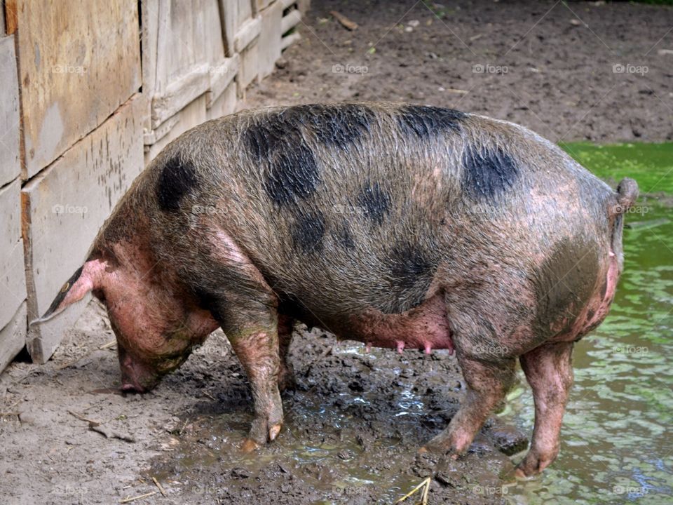 Pig on a farm