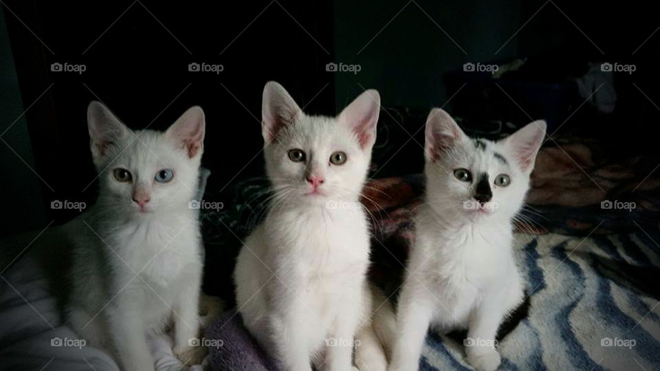 Kitten Trio 2