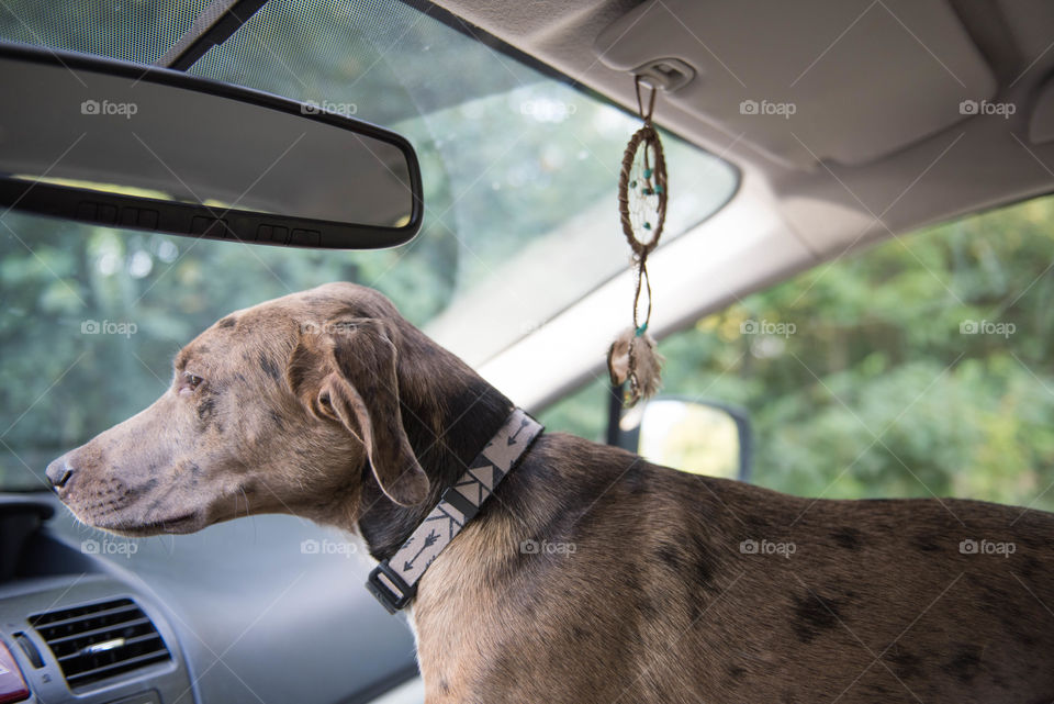 Mixed breed dog looking out of the windshield of a car