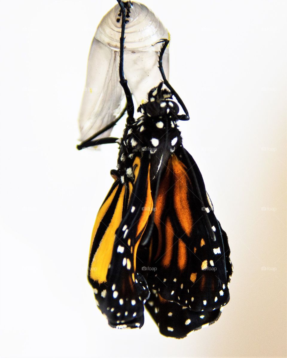 Monarch butterfly drying its wings after went from its chrysalis 