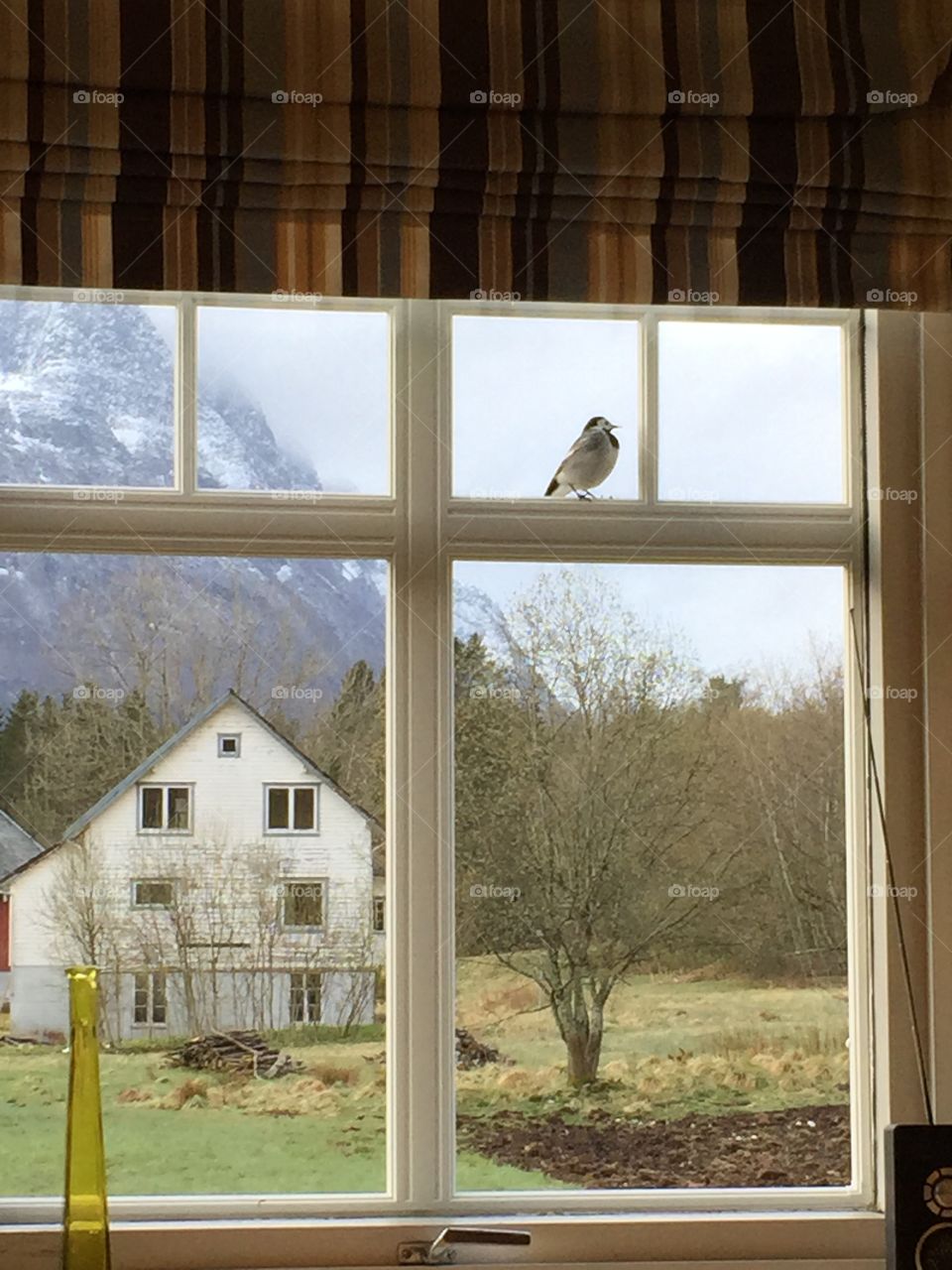 Bird in the window 