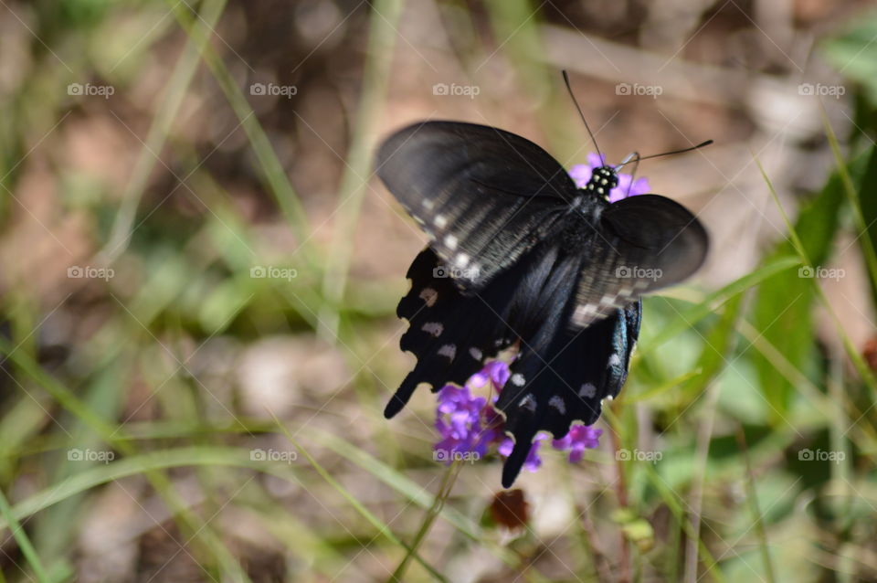 butterfly