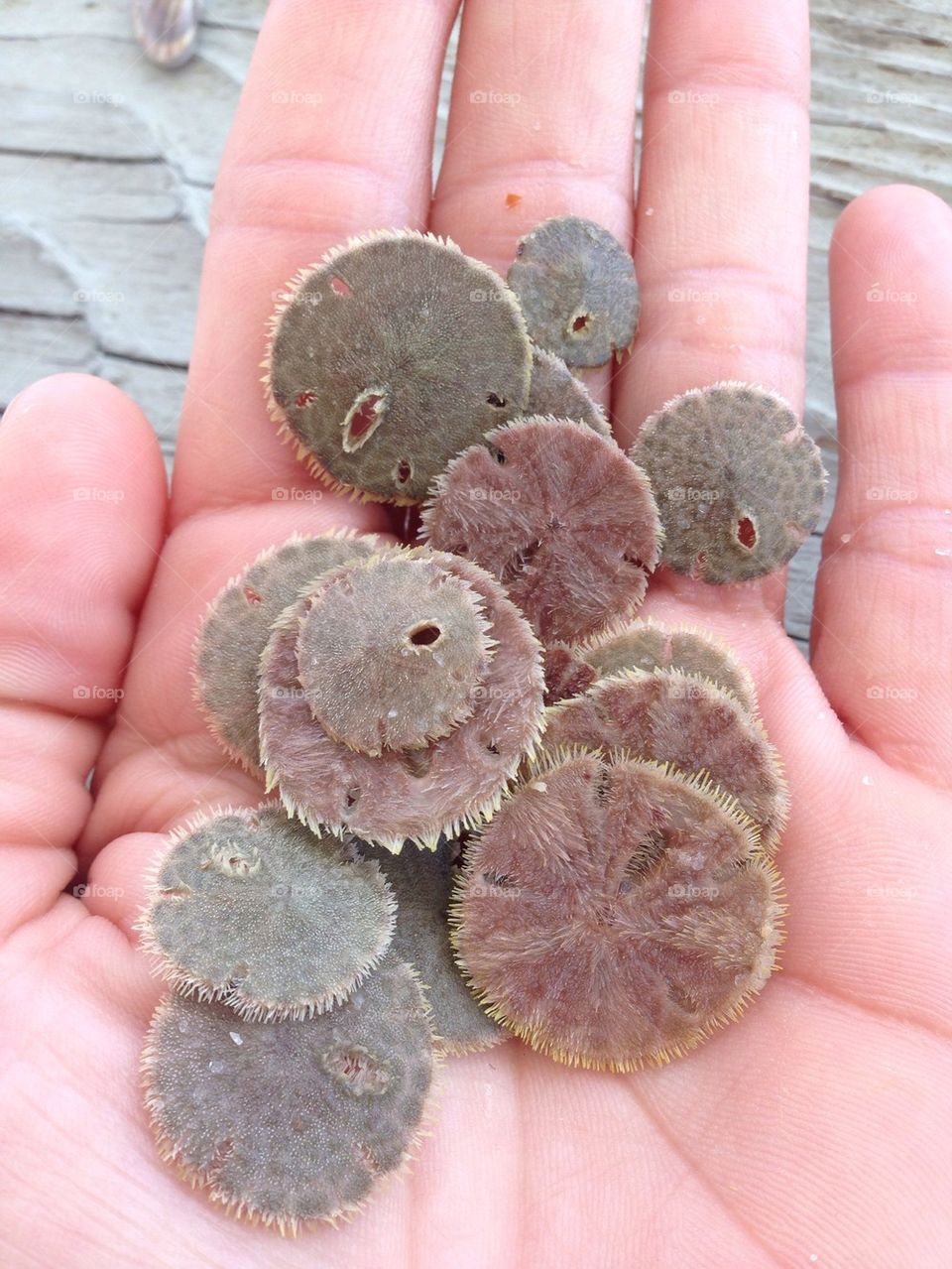 Sand dollars