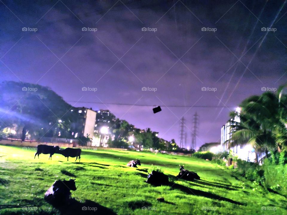 Amazing Creation Of Nature
Under the Roof Of Sky💭  During Night 🌌
Herds Of Cows🐃
Grassland
Pleasent Weather