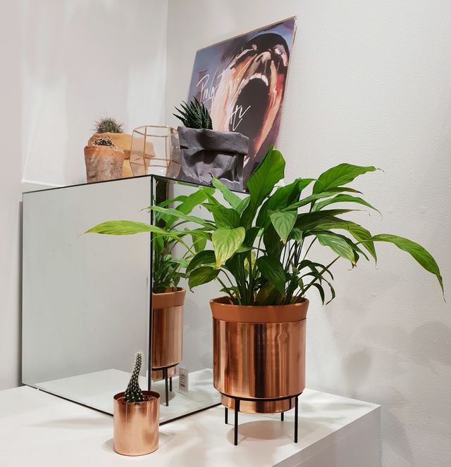 Green plant
