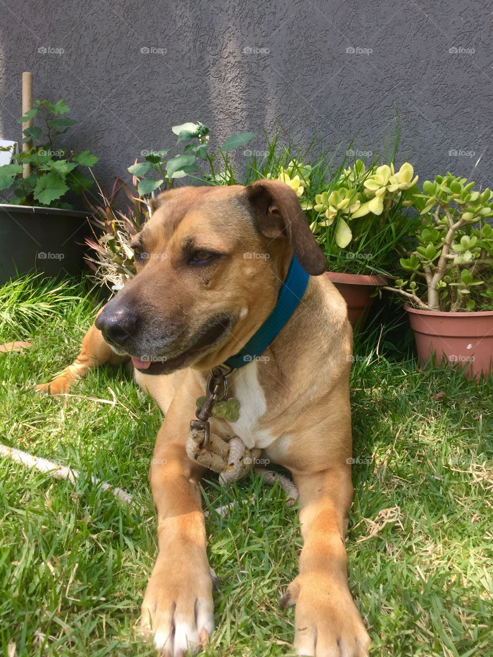 Dumbo sits at the garden looking cute