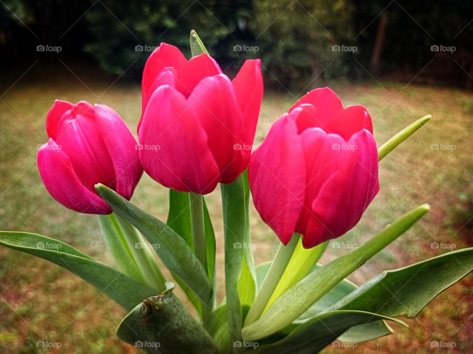 tulips
