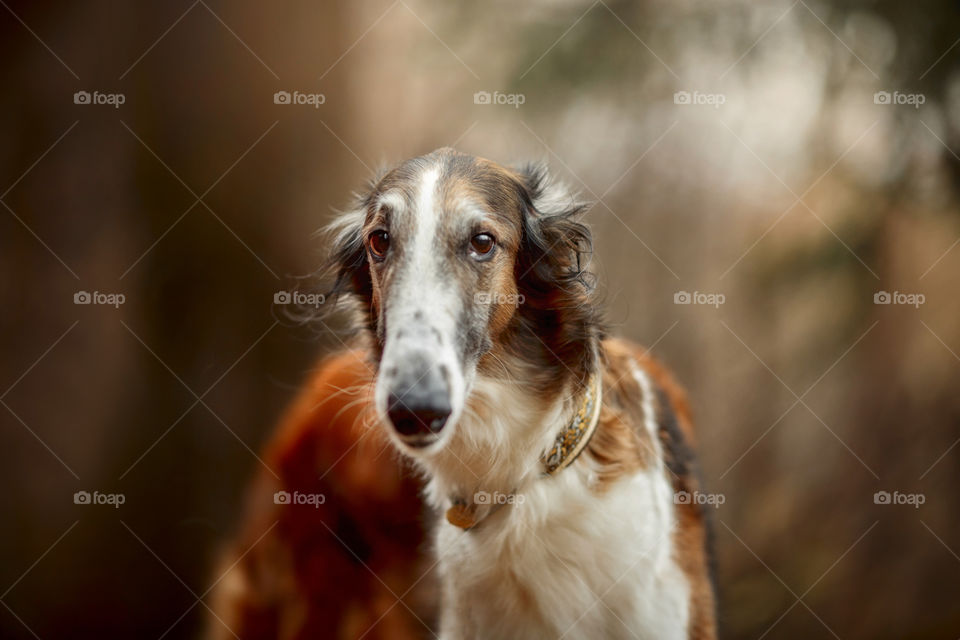 Russian borzoi dogs portrait in an autumn park