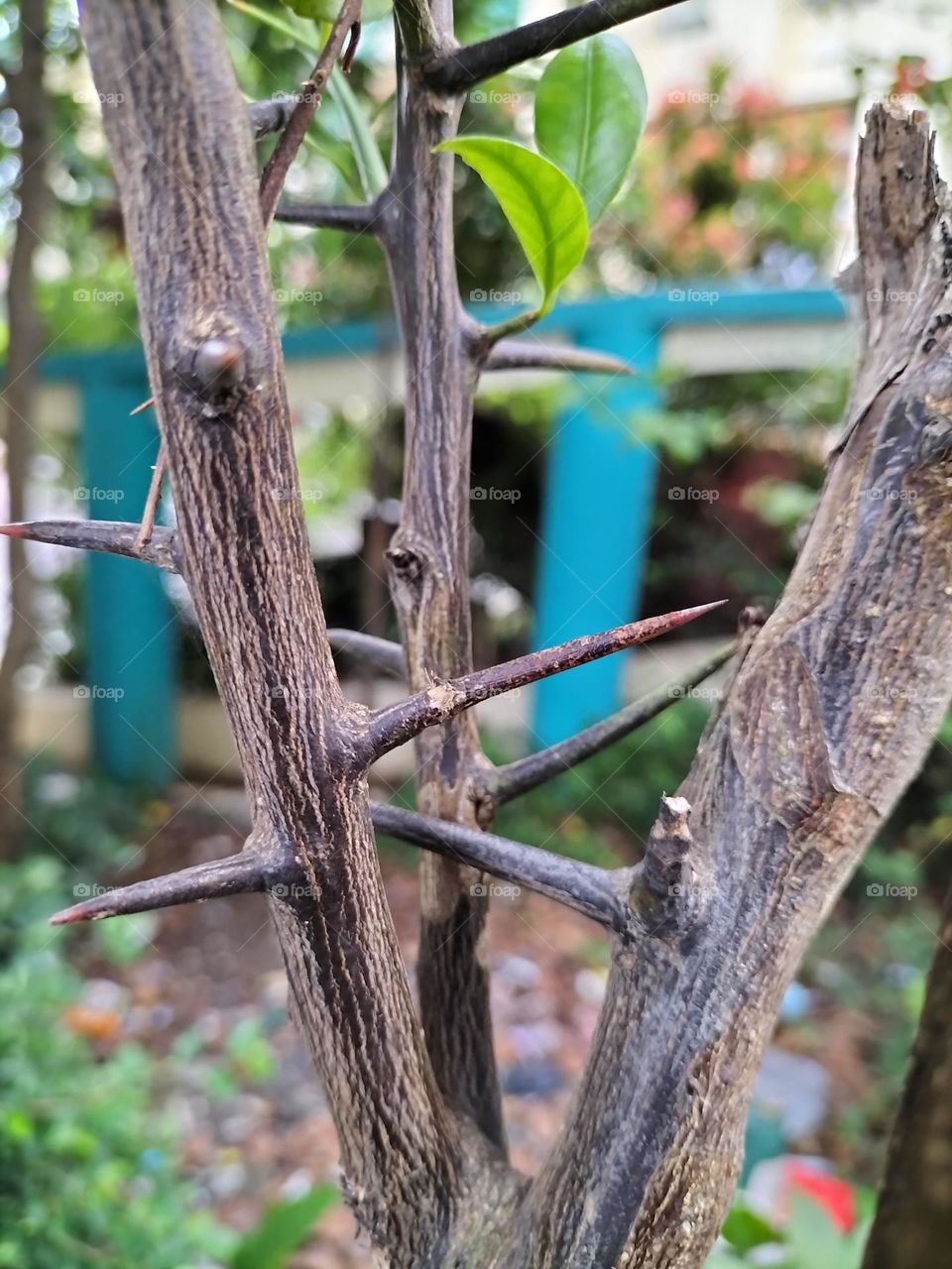thorns from a lime tree