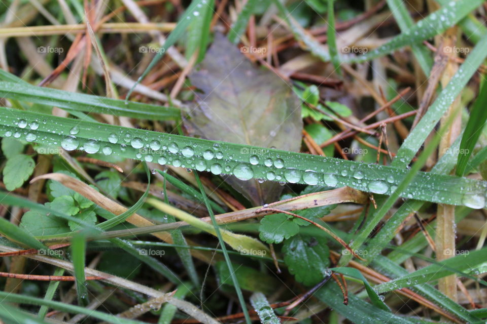 Water drops on leaf