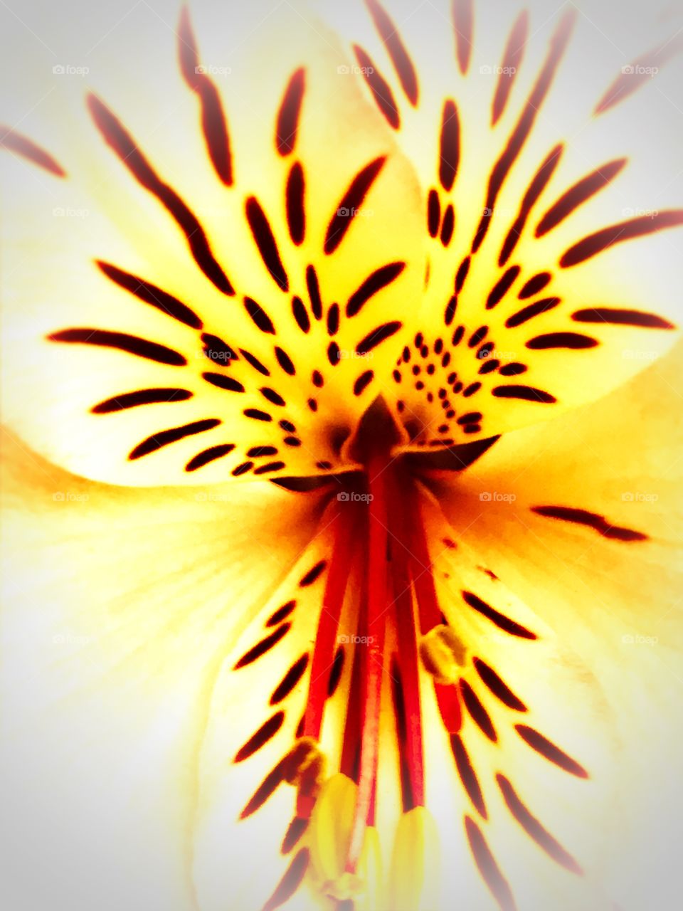 Atmospheric flower close up