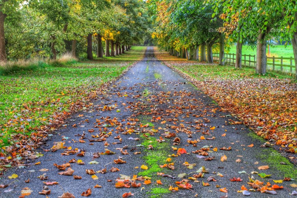 Leafy Lane. A leaf scattered, tree lined avenue on a windy autumnal day in the English countryside.