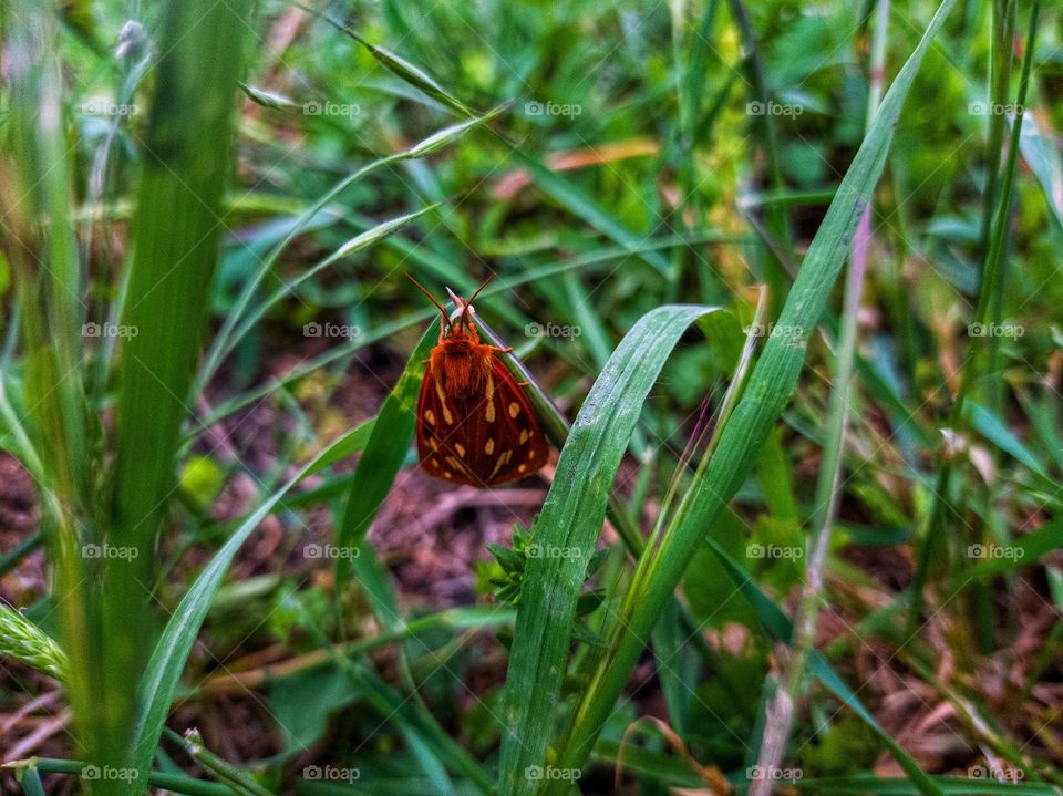 A rare species of butterfly-brown-yellow the bearr (Hyphoraia aulica)