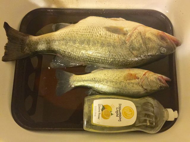 5 pound Bass 