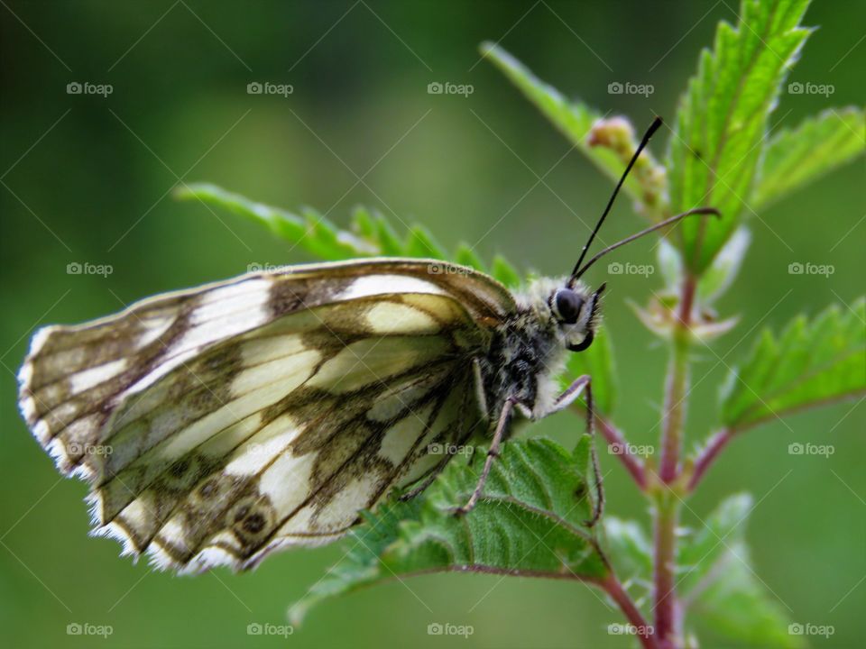 butterfly nature green outdoor