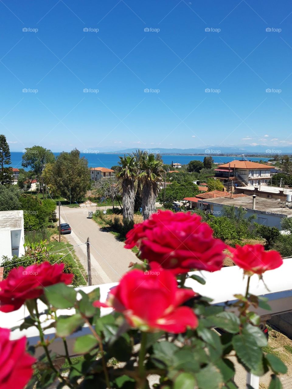Red Roses and view from balcony!