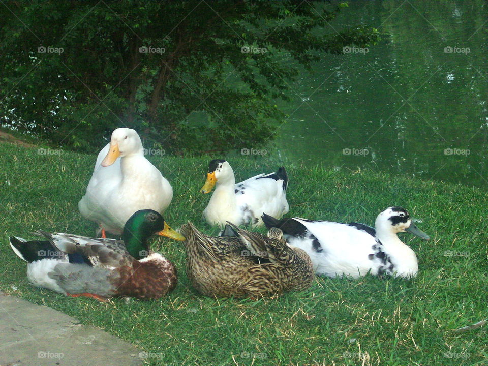 Lotsa ducks