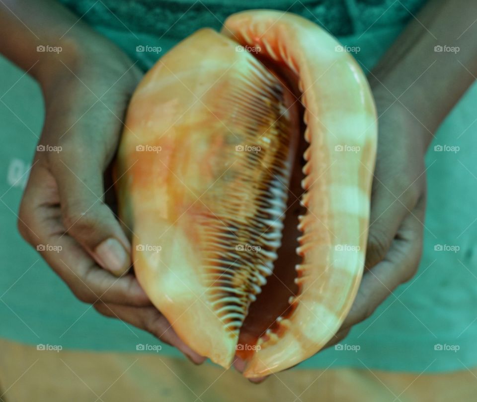 Person hands holding seashell