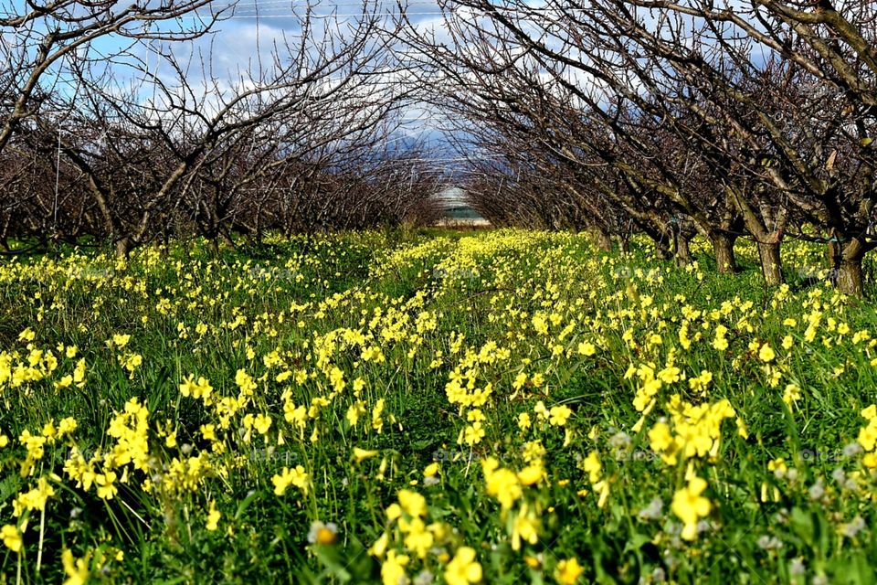 wild flowers camp