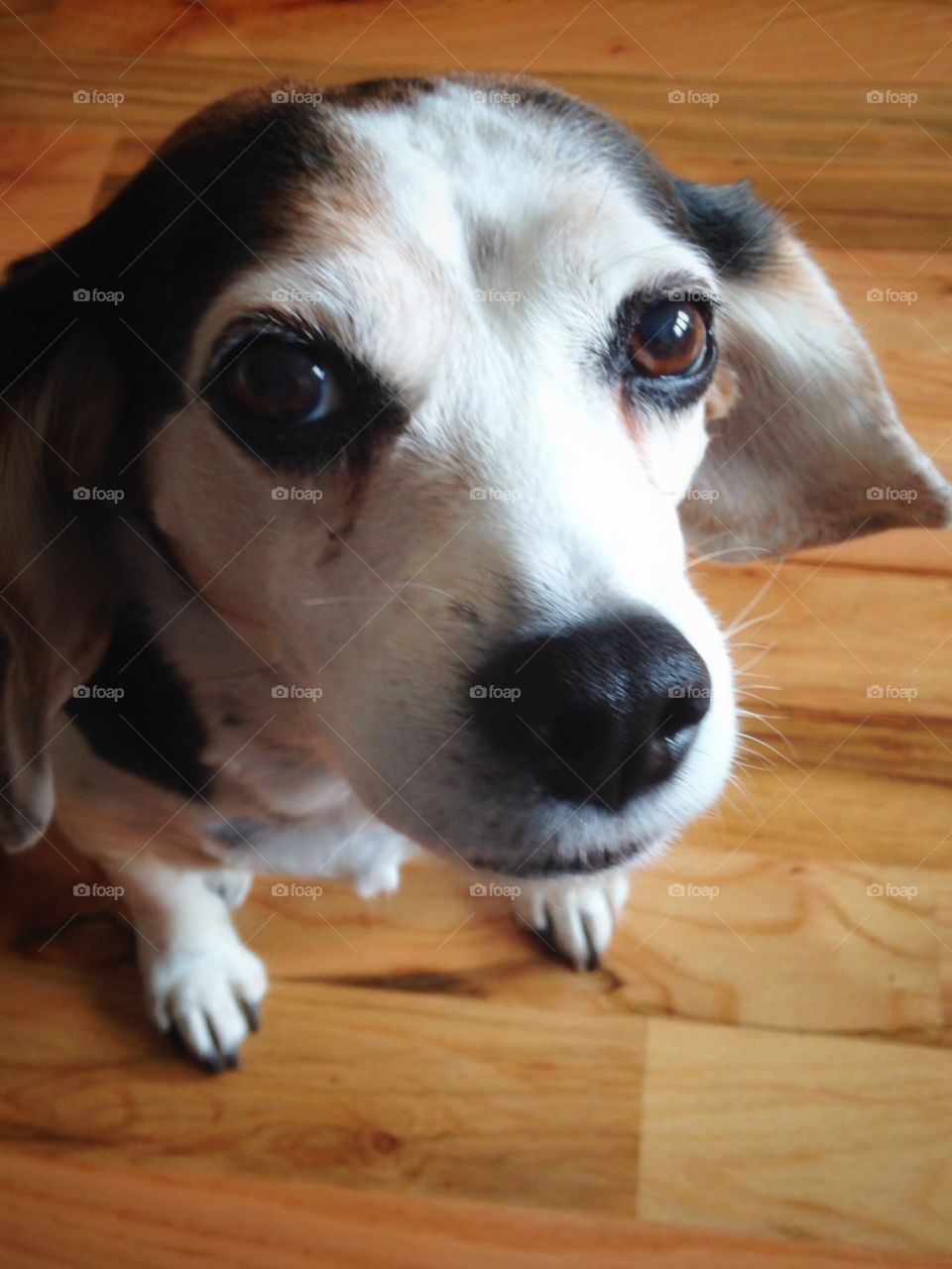 Beagle. Pet