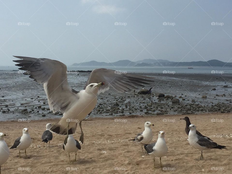 Seagulls 