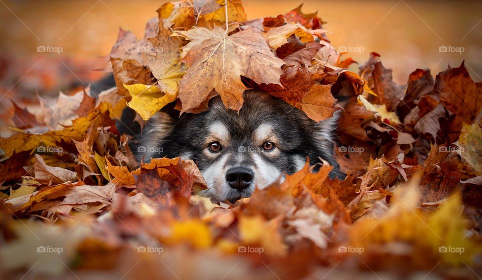 Dog covered in autumn leaves