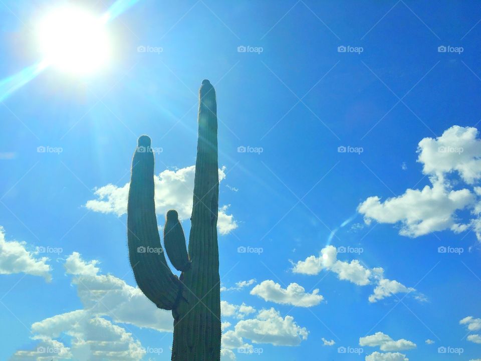 Lone Cactus